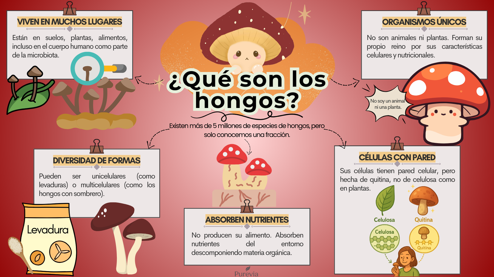 Mapas hongos-B 0 a 3